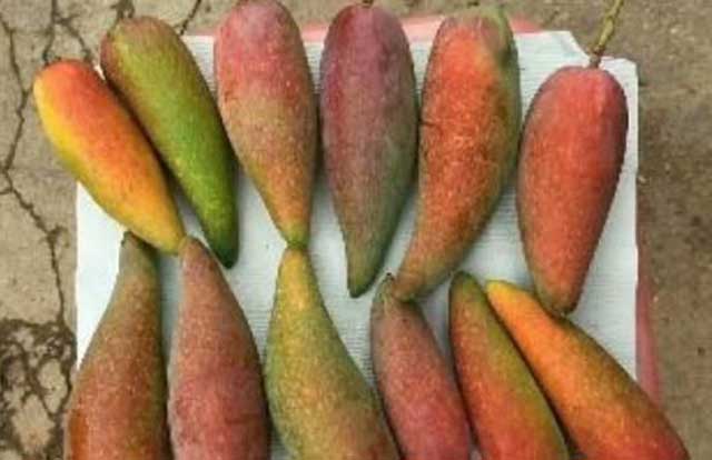 Loại xoài đặc biệt nhất khiến người Trung Quốc mê mẩn