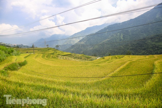 Mê mẩn cảnh sắc “thiên đường“ mùa lúa chín ở Sa Pa