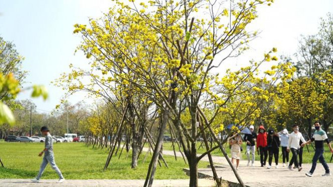 Sững sờ trước ‘góc trời Hoàng mai’ rực rỡ trong kinh thành Huế