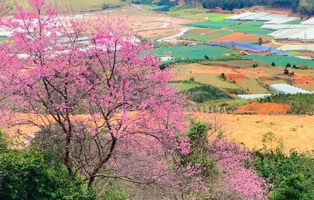 Hoa Mai anh đào bừng nở khắp buôn làng K’Ho đẹp nao lòng