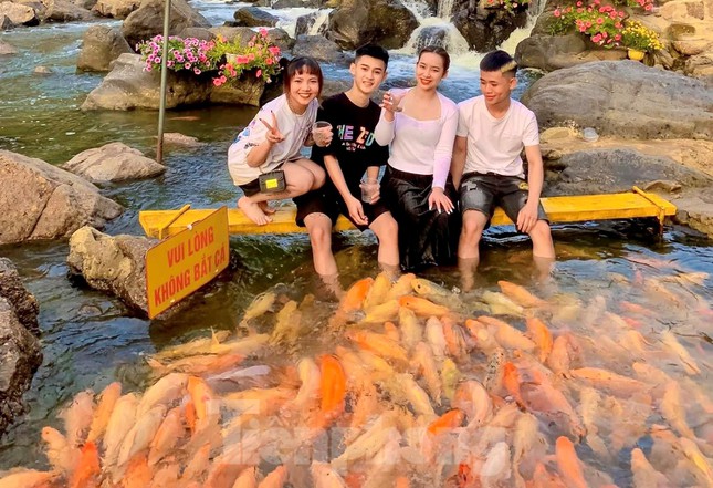 “Thả dáng“ bên dòng suối hàng chục nghìn con cá vàng ở Nghệ An