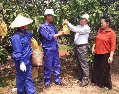 Sơn La: 'Mặc đồng phục' cho xoài, dân Yên Châu bỏ 1 thu 10