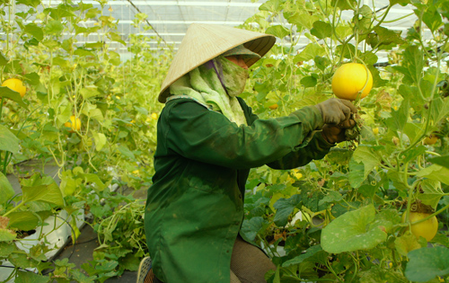 Đà Nẵng mở cửa đón nhà đầu tư vào nông nghiệp 4.0