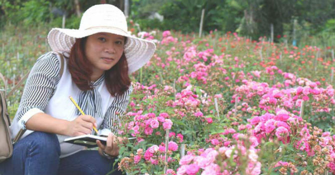Âm thầm nghỉ việc, vay nặng lãi trồng 6.000 gốc hồng