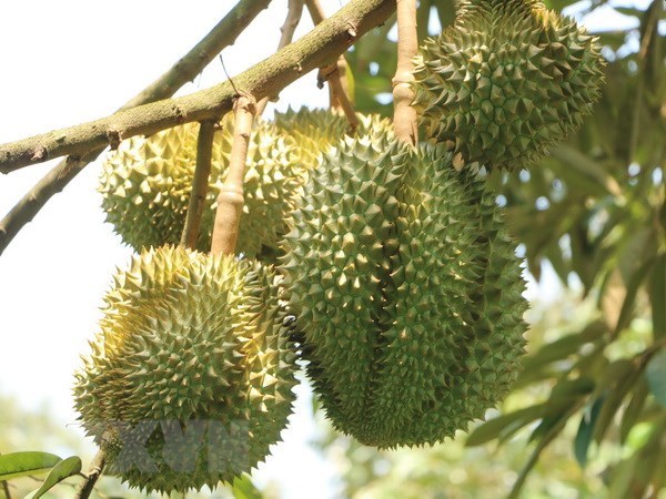 Lâm Đồng: Sầu riêng đặc sản Đạ Huoai cho nguồn thu 700 tỷ đồng
