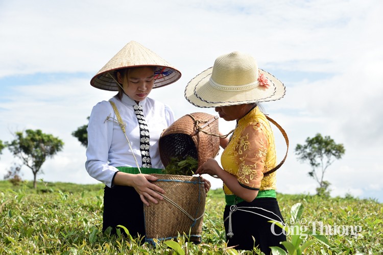 Mộc Châu khai thác và phát huy thế mạnh du lịch nông nghiệp
