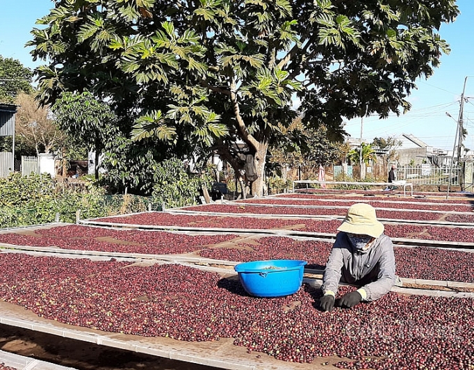 Cà phê Việt: Tìm hướng đi bền vững
