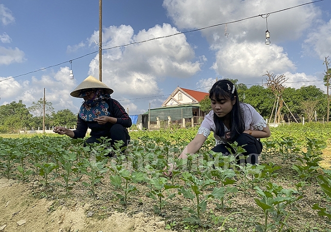 Thị trường hoa, cây cảnh phục vụ Tết hút hàng
