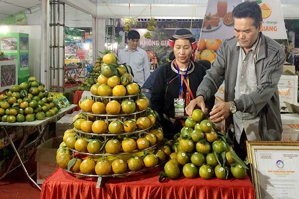 Cam sành Hà Giang tìm cơ hội mở rộng thị trường