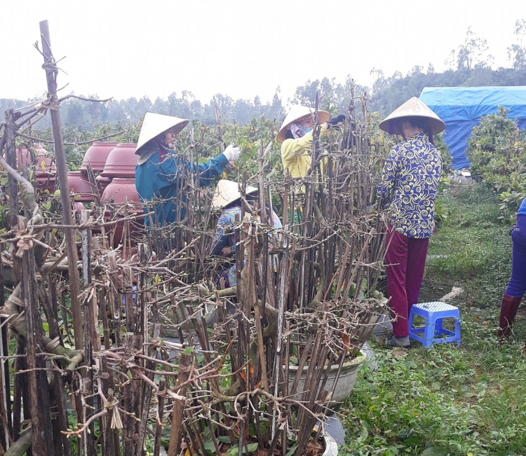 Thủ phủ mai vàng miền Trung rộn ràng hoa Tết