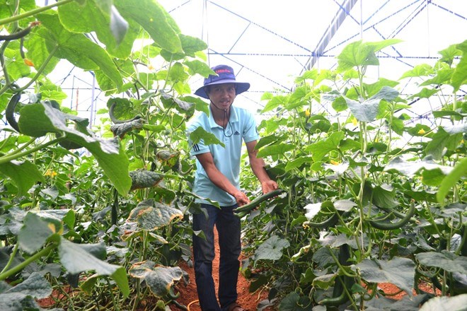 Thu 2 triệu mỗi ngày từ trồng dưa pepino