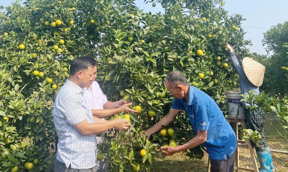 Bắc Ninh: Đổi mới xúc tiến tiêu thụ trái cây chủ lực