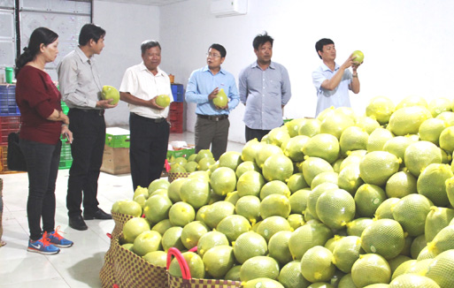 Phát triển vùng cây ăn trái Nam Bộ: Chờ nhà buôn bắt tay nông dân
