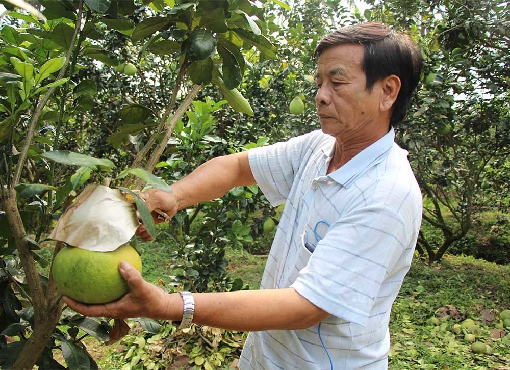 Quả bưởi vuông kỳ lạ lần đầu tiên xuất hiện ở Việt Nam