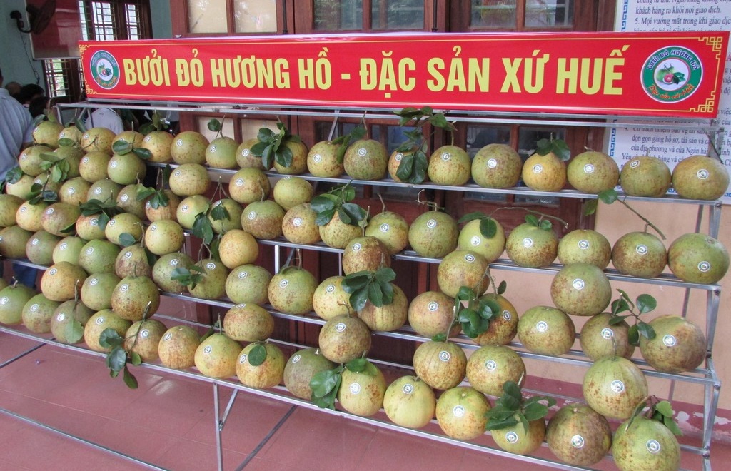 Cây bưởi đỏ đem lại giá trị kinh tế cao
