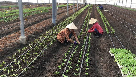 Doanh nghiệp đầu tư nông nghiệp “than” khó