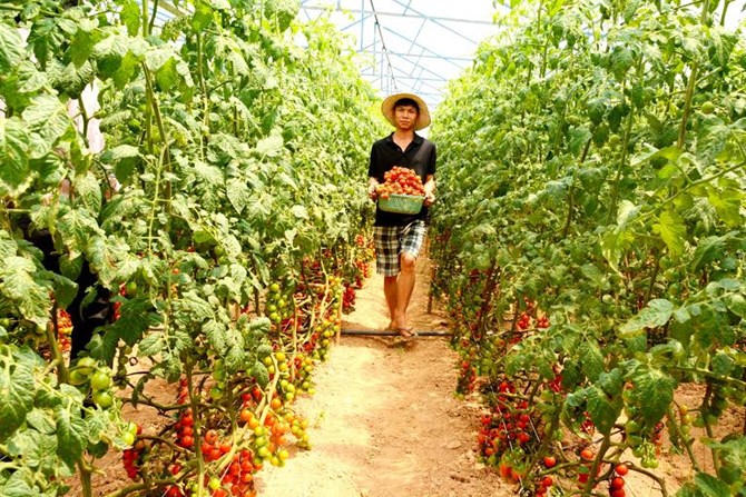 Anh em 9X kiếm tiền tỷ mỗi năm nhờ nông trại rau sạch