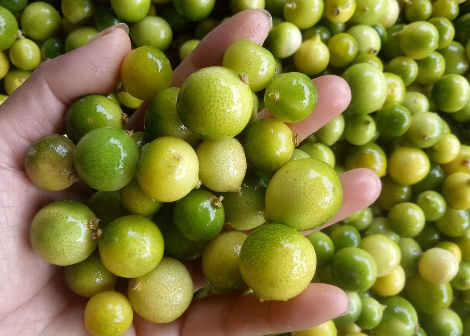 Sốt chanh rừng Mẫu Sơn: Công sở rỗi việc, chị gái bán cả tấn mỗi tuần