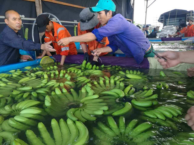 Thaco đầu tư 2.217 tỷ đồng vào HAGL Agrico