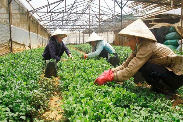 Thu hút thêm 80.000-100.000 doanh nghiệp đầu tư vào nông nghiệp