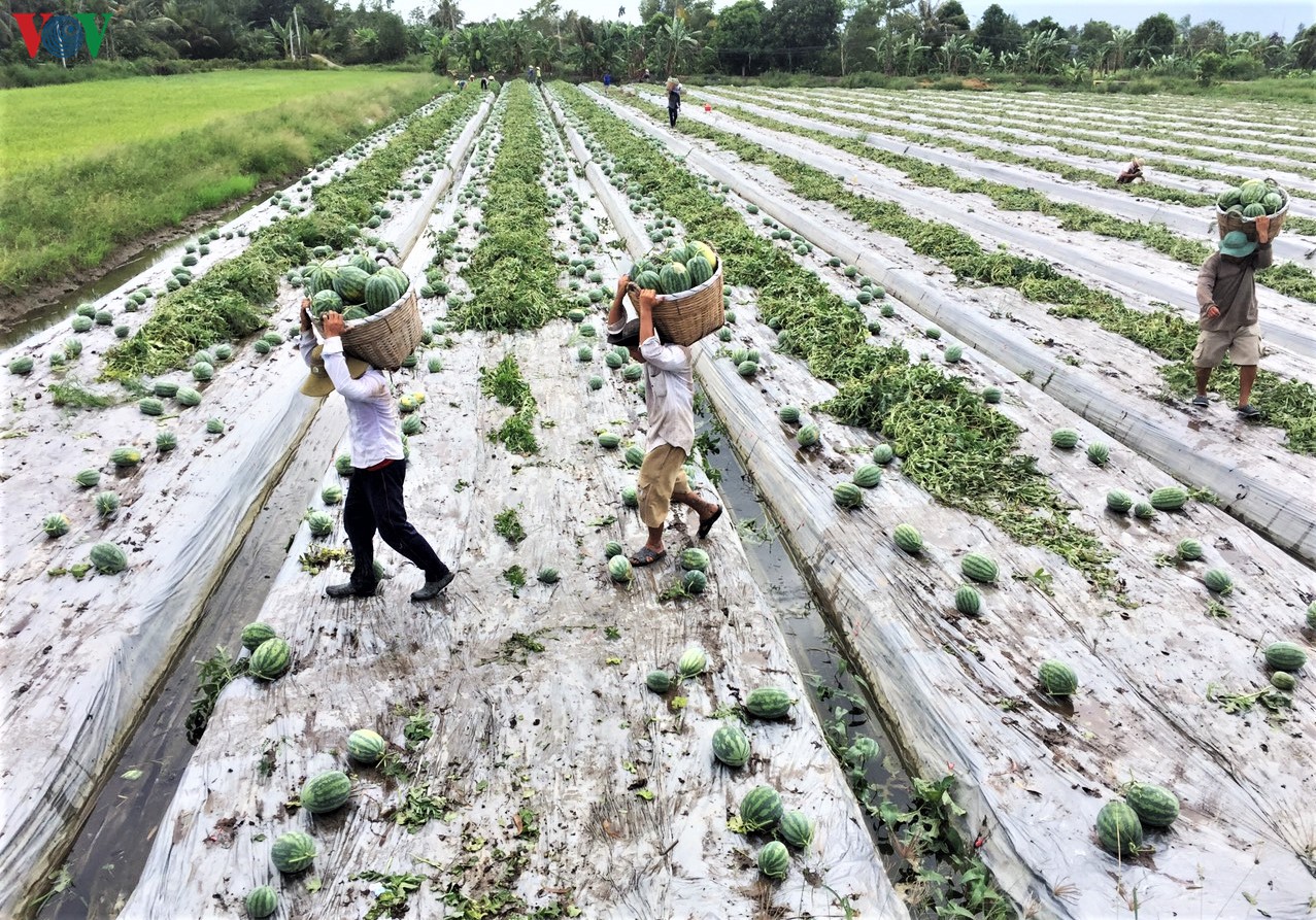 Chợ Mới - vùng đất giải phóng sau cùng của An Giang vươn mình phát triển