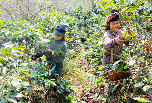 Cà phê Sơn La thơm mùi hoa, ít vị đắng sắp tấn công 'chợ' thế giới