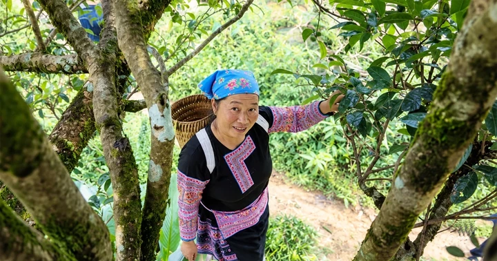 Giữ vùng chè cổ, mở sinh kế mới