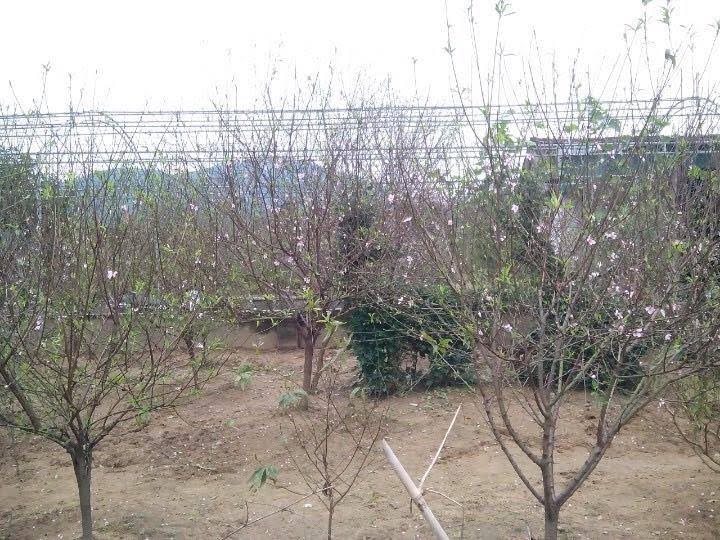 Làng hoa Đào Xuân Sơn: Niềm tự hào của thôn 1, xã Cổ Đạm