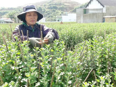 "Hoa cúc Ninh Giang" là nhãn hiệu hoa đầu tiên tại Khánh Hòa