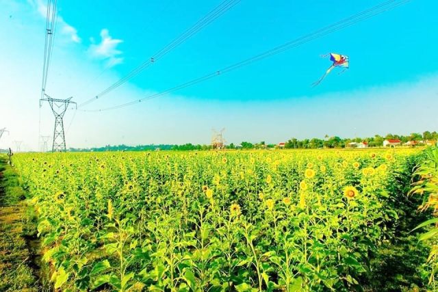 Cánh đồng hoa hướng dương tuyệt đẹp lần đầu có ở Quảng Bình