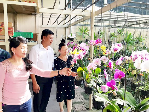 Mở rộng thị trường lan cắt cành