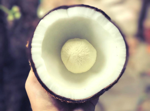 Mộng dừa giá 300.000 đồng/kg, cháy hàng