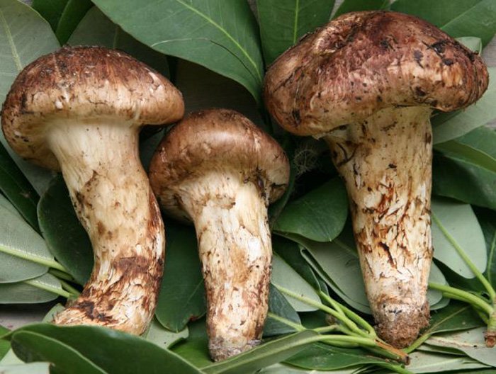 Nấm Matsutake đắt đỏ nhất thế giới đang cháy hàng tại Việt Nam