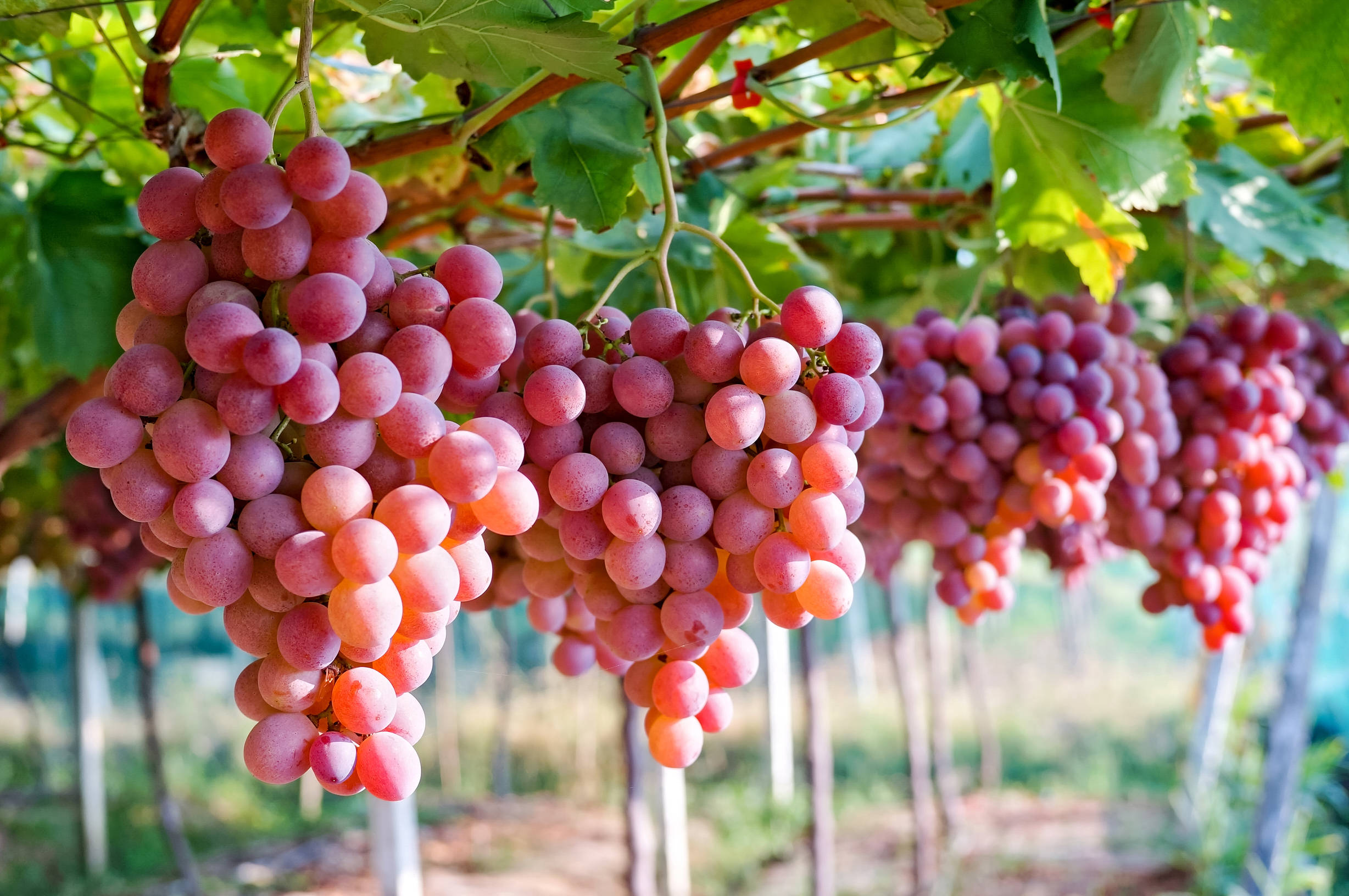 “Taste Australia – Nho Đang Vào Mùa” 