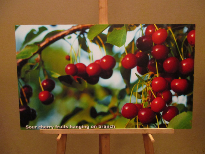 Cherry Australia trở lại thị trường Việt Nam