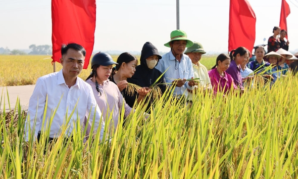 Bắc Ninh: Nhân rộng mô hình canh tác lúa giảm phát thải khí nhà kính