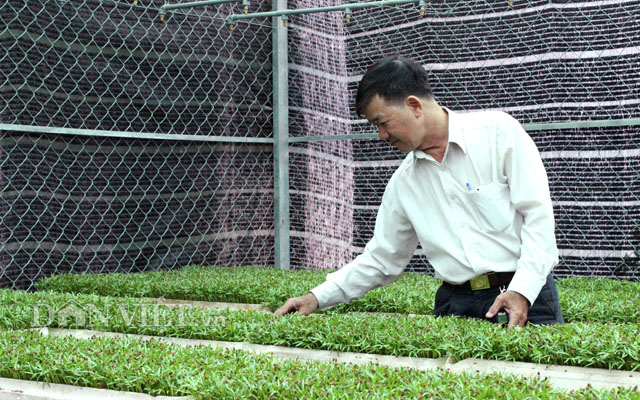 TP.HCM: Nông dân dài cổ chờ hỗ trợ giữa một 'rừng' quyết định
