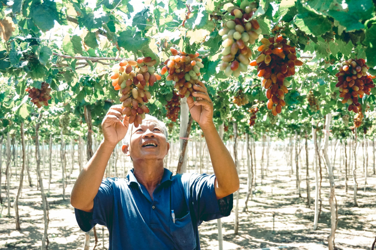 Tôn vinh và quảng bá văn hóa, du lịch Ninh Thuận