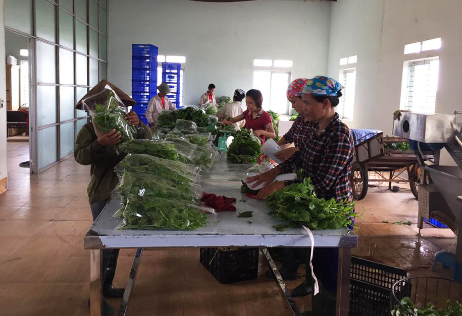 Nông dân 'bắt tay' doanh nghiệp sản xuất rau an toàn theo chuỗi