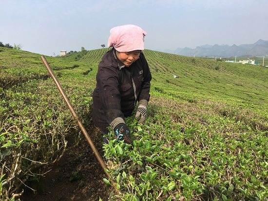 Mộc Châu: Nông dân kiếm tiền bộn tiền từ trồng chè VietGAP