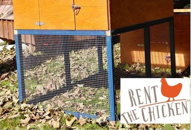 Khởi nghiệp không khó tại Mỹ: Dịch vụ độc đáo cho thuê gà đẻ trứng tận nhà