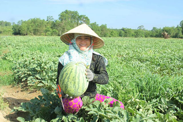 Lạ: Lần đầu tiên tổ chức lễ hội dưa hấu tại 'thủ phủ' dưa Quảng Ngãi