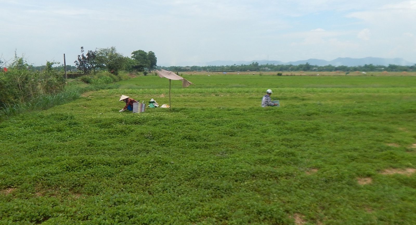 Trà rau má giúp người trồng tăng  thu nhập gấp 5 lần