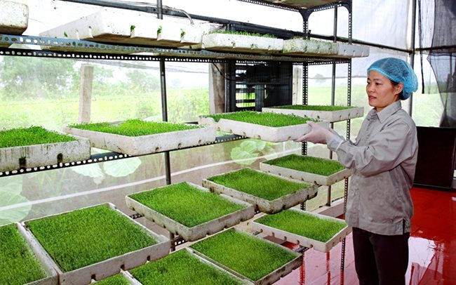 Xây dựng thương hiệu cho các sản phẩm nông nghiệp chủ lực