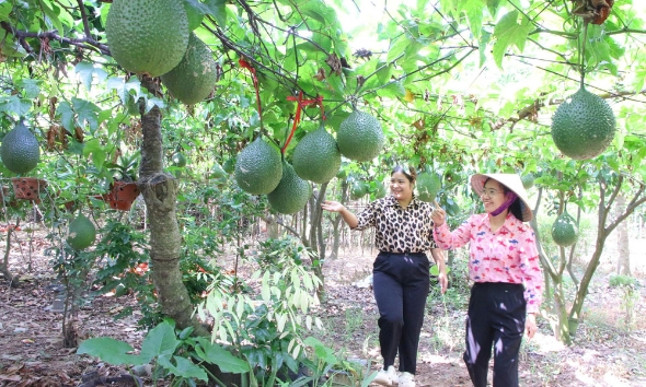 Trồng gấc xen vải thiều tăng thu nhập