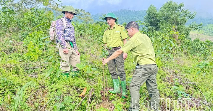 Trồng rừng thay thế, phục hồi hệ sinh thái