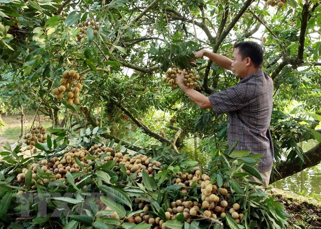 Nhãn lồng Hưng Yên mở rộng thị trường, vươn ra thế giới
