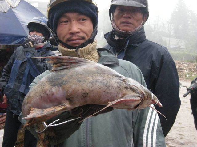 Tứ 'độc' đặc sản cá cực hiếm ở miền núi, có tiền cũng khó mua