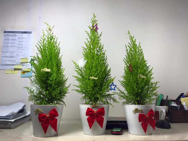 Mua cây thông Noel 85.000 đồng, bán ra gần triệu bạc, chủ shop lãi khủng mùa Giáng sinh