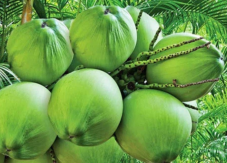 Dừa tươi Việt Nam ồ ạt sang Thái Lan trong năm nay